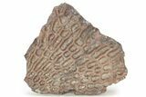Triassic Amphibian (Metoposaurus) Scute w/ Metal Stand - Arizona #227726-1